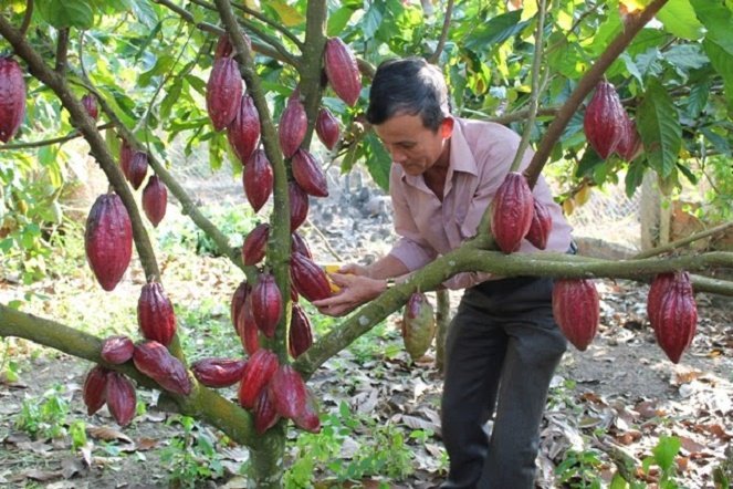 hợp đồng giao dịch cacao
