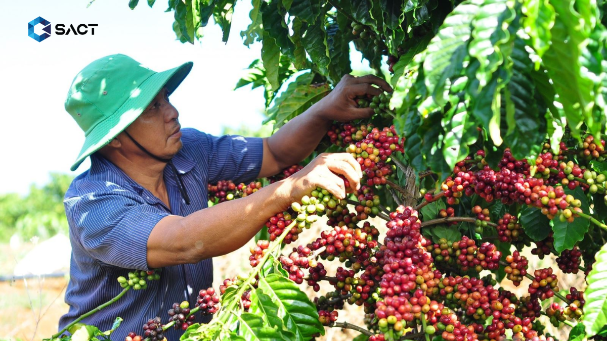 tiem-nang-va-trien-vong-cua-thi-truong-ca-phe-Robusta