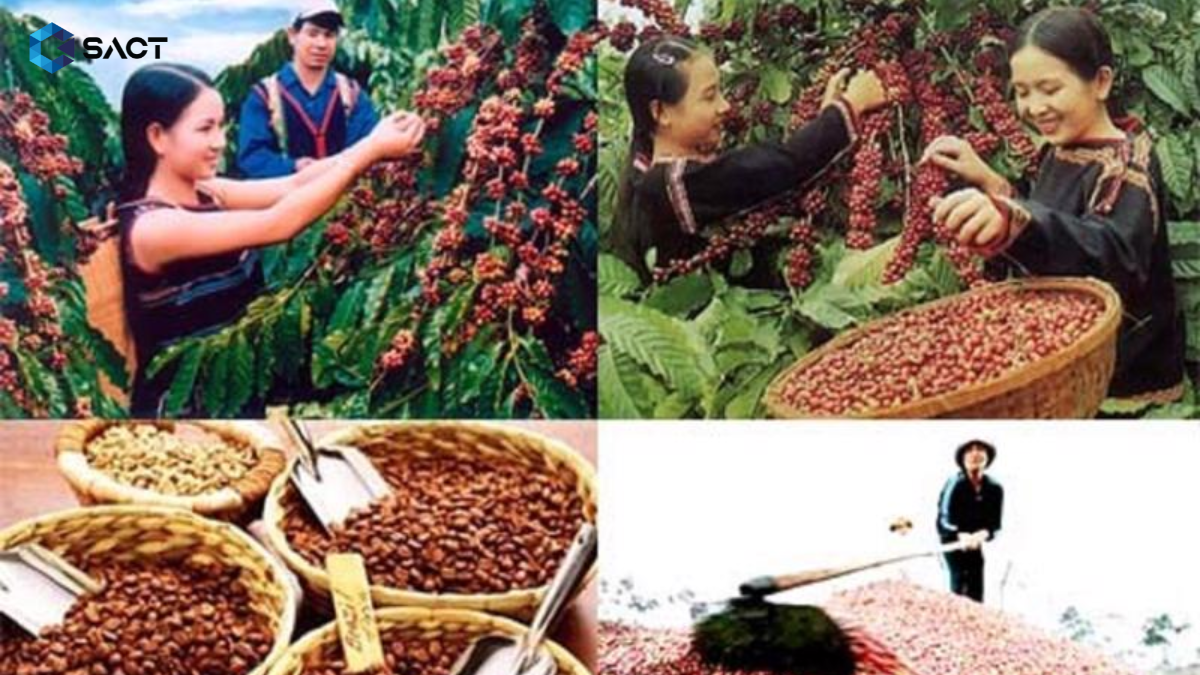 Thuc-trang-ve-ca-phe-robusta-tai-Viet-Nam