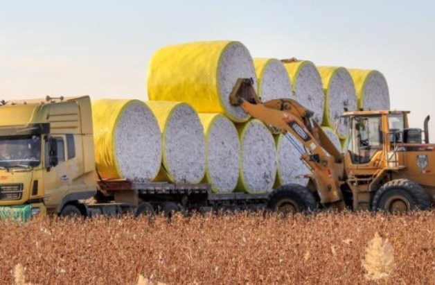 Brazil ⁣cung​ cấp bông cho Việt Nam với giá hấp dẫn.