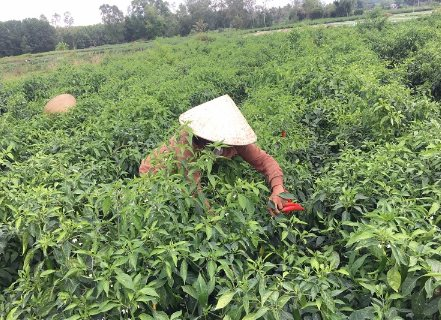 Gia vị có giá trị toàn cầu: Trung Quốc và Lào đang đua nhau nhập khẩu, giúp Việt Nam thu về hơn 600 tỷ đồng từ đầu năm - Ảnh minh họa